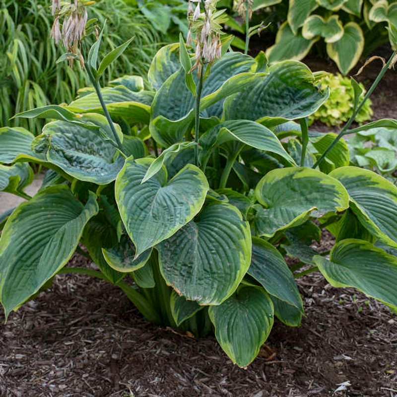 Hosta Wu La La giant variegated