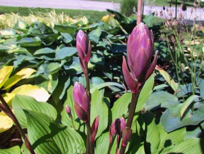 Hosta 'Bud Lite' Flower Bud and scape