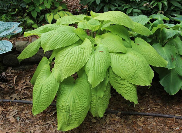 Hosta 'Dahlonega' | Large Gold | Buy Now!