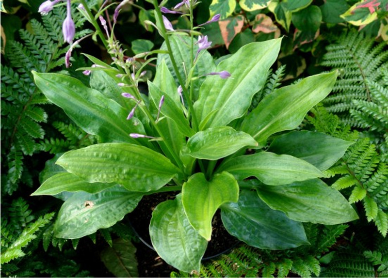 Hosta Frostbite