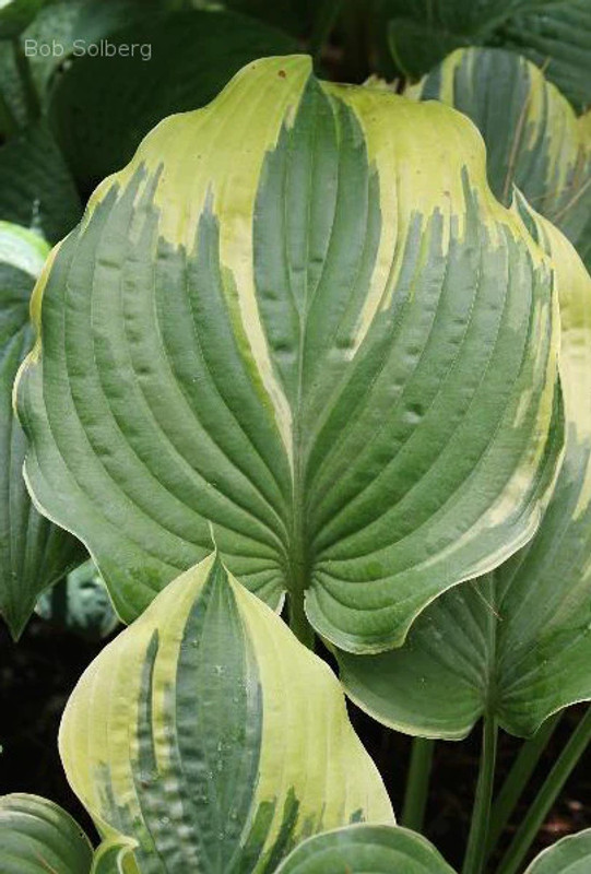 Hosta Stag's Leap