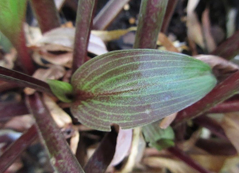 Hosta Wisconsin Red