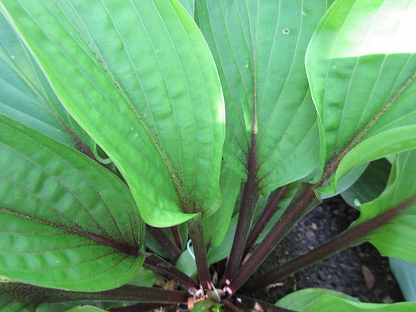 Wisconsin Red Wisconsin Red Hosta | Buy Now!