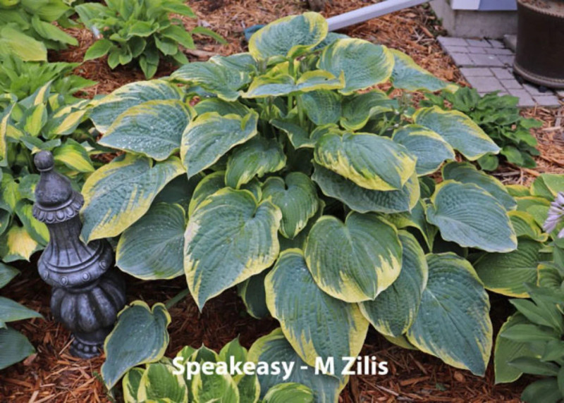 Hosta Speakeasy | Buy Now!