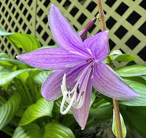 Hosta Pineapple Salsa | Buy Now!