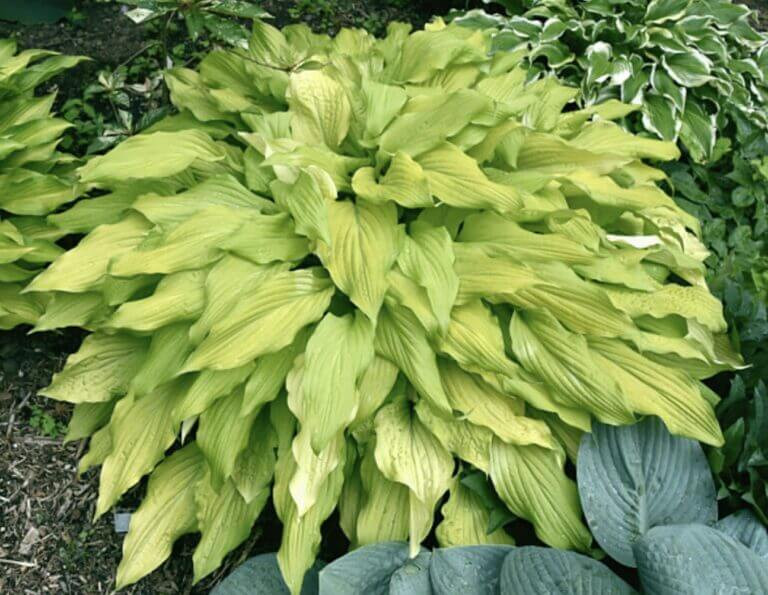 Hosta LIpstick Blonde