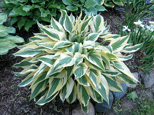 Hosta Lakeside Dragonfly