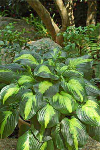 Buy Hosta Cathedral Windows