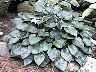 Buy Hosta Halcyon