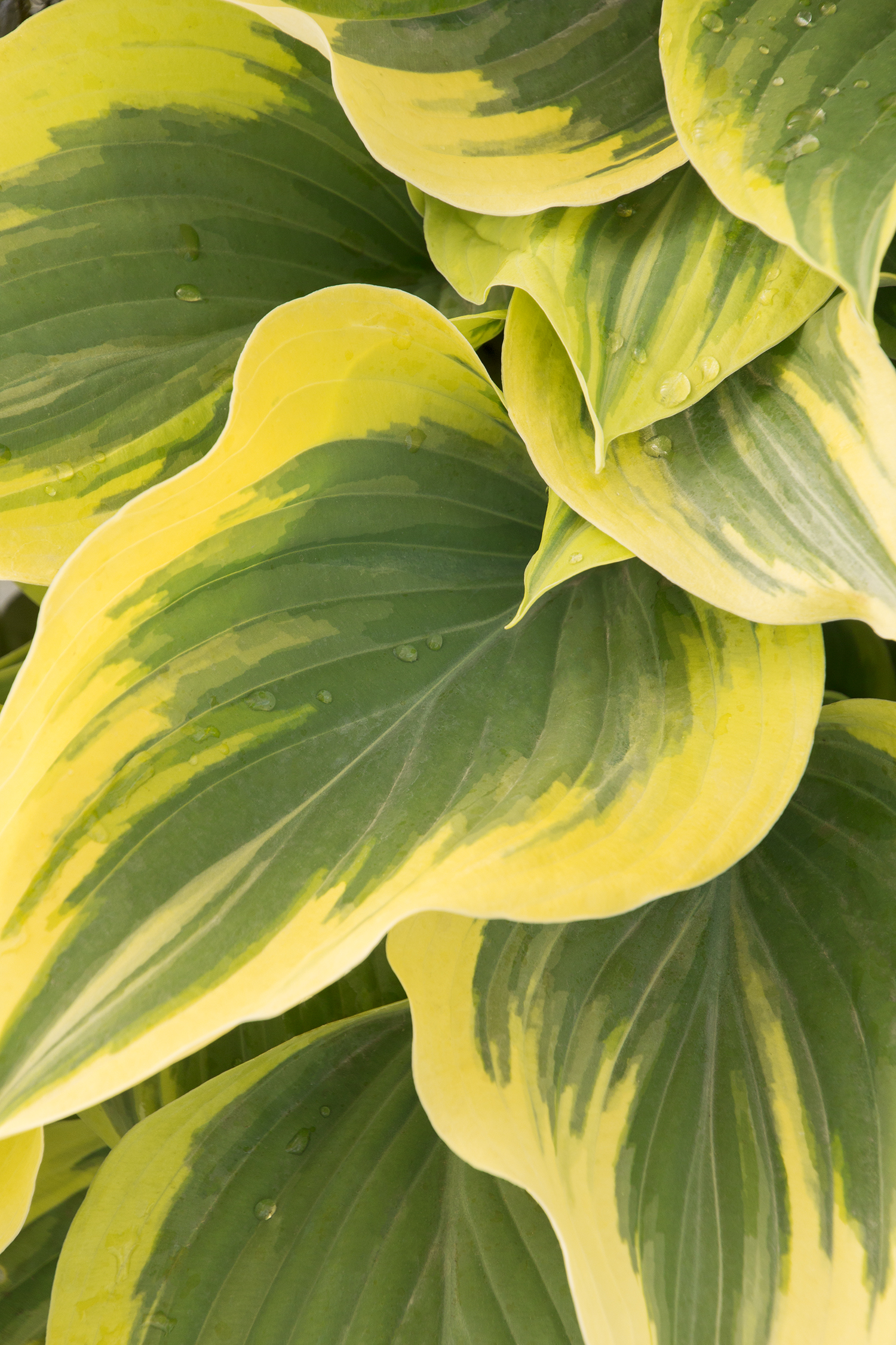 Buy Hosta Liberty Giant Hosta 28