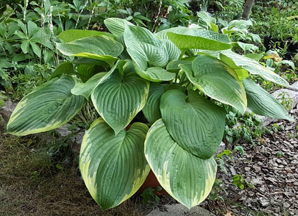 Buy Hosta Great White Whale