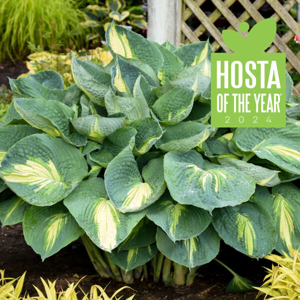 Hosta Hudson Bay | Buy Now!