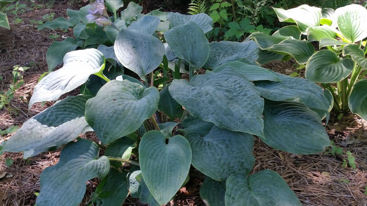 Hosta Summer Care: 4 Key Tasks