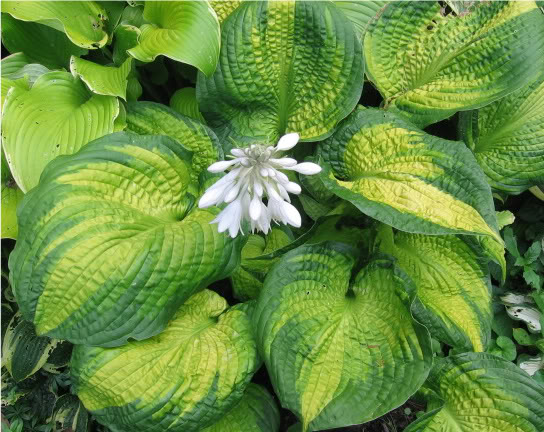 Hosta Brother Stefan