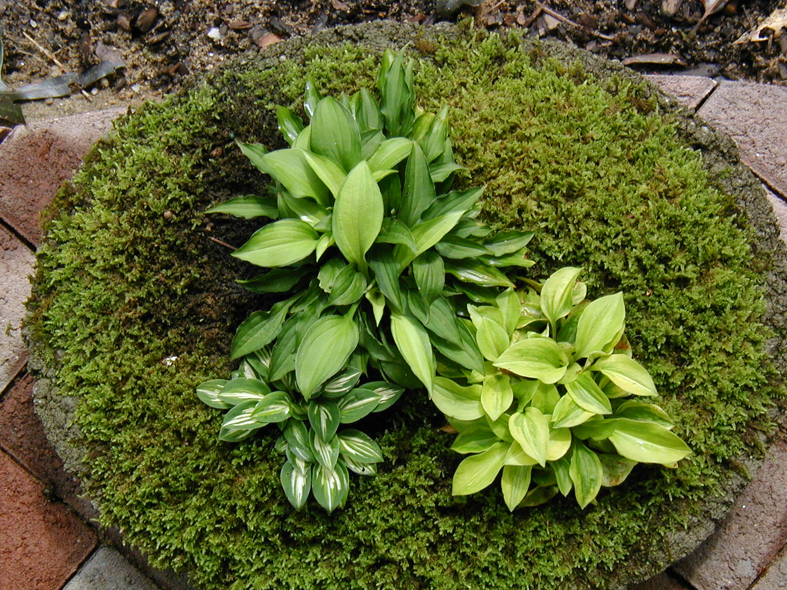 Mini hosta plants in trough or bowl Miniature hostas grown in a container