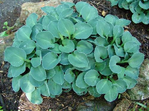 Buy Hosta Blue Mouse Ears-Small Miniature Blue Hosta