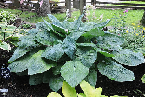 Buy Hosta Eola Sapphire