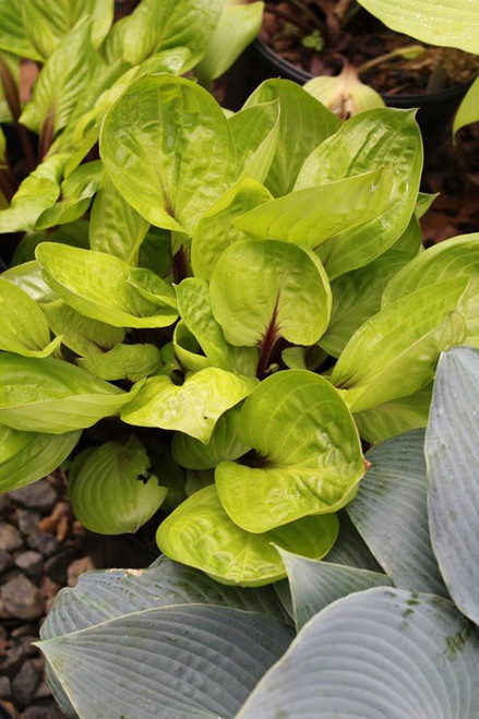 ※　lemonページ　※ Hosta Lemon Snap | Buy Now!