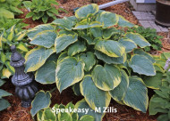 Hosta 'Speakeasy'