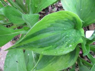 Hosta Tatooine