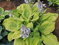 Hosta Telegraham