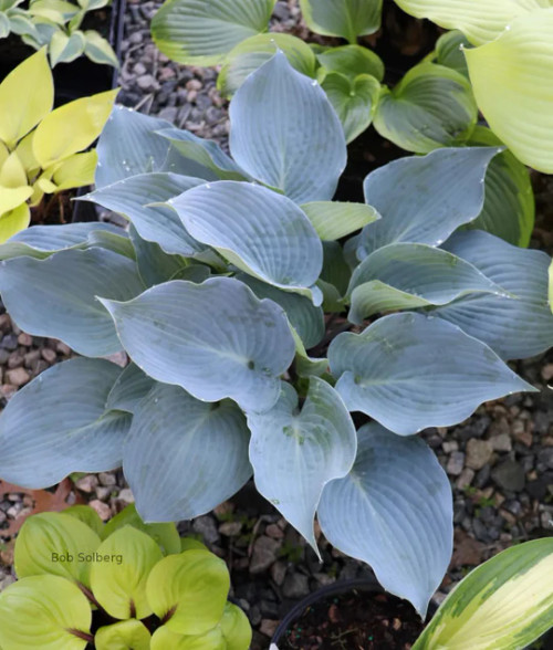 hosta dress blues Hosta 'Dress Blues' and Hosta 'Winter Snow' looking fab in my garden tonight