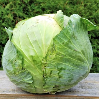 Cabbage