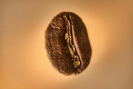 Why Specialty Grade Coffee Beans Matters: Brewspress Fresh Roasted