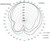 Radiation pattern