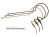 MM-PSM-D Pro Series Directional Earset (hyper-cardioid)