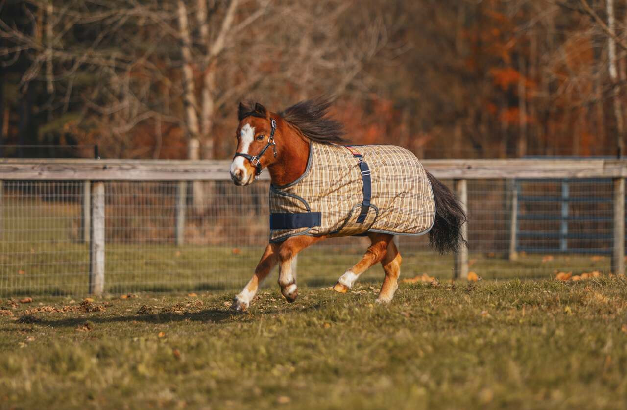 5/A Baker® Foal & Pony Expand-O Sheet