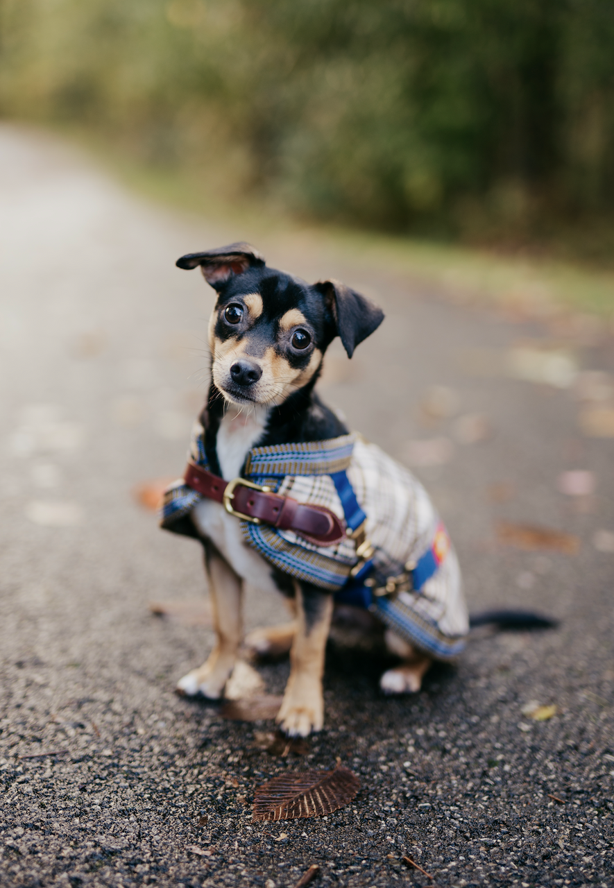 5/A Baker® Classic Dog Blanket