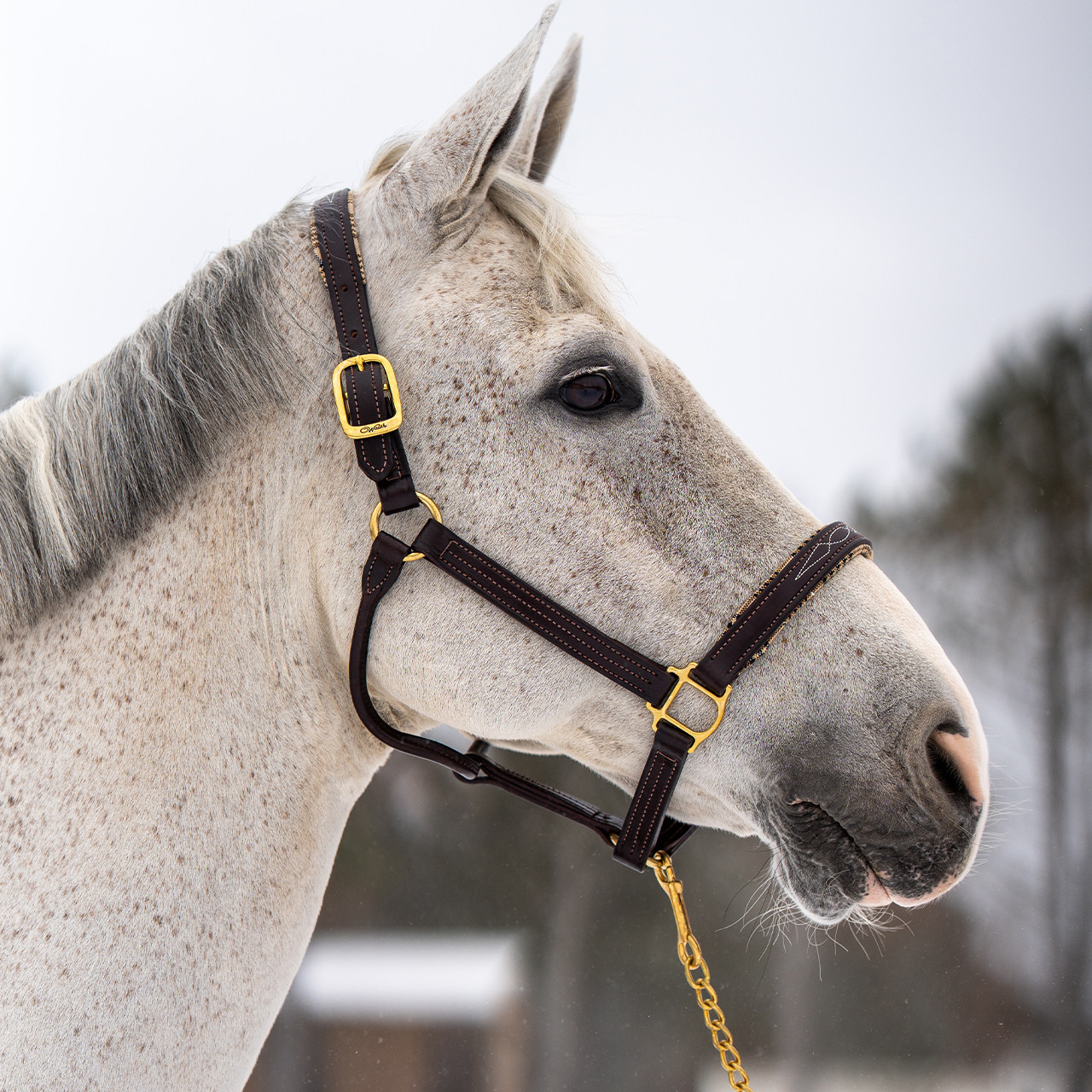 5/A Baker® Signature Leather Halter
