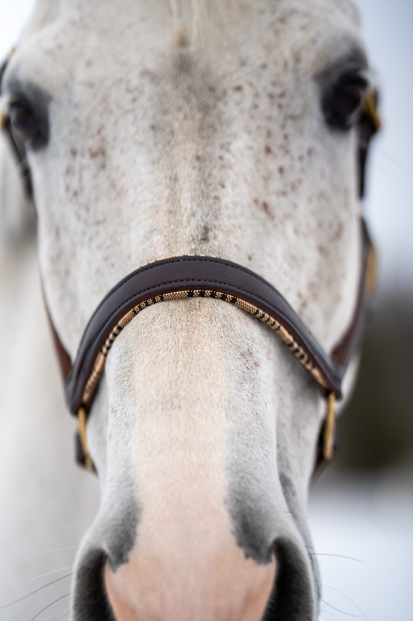 5/A Baker® Lexington Leather Halter