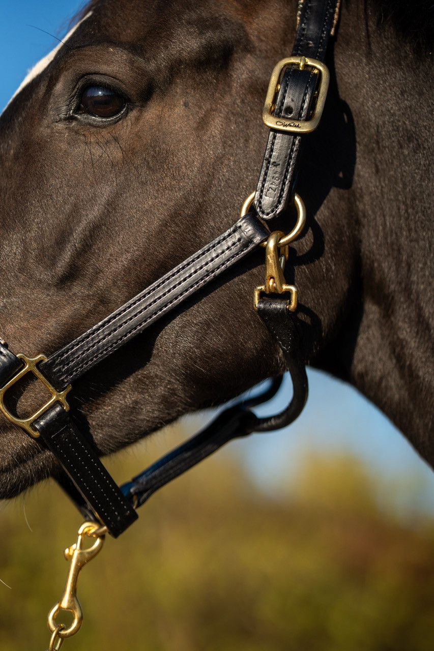 5/A Baker® Dressage Leather Halter
