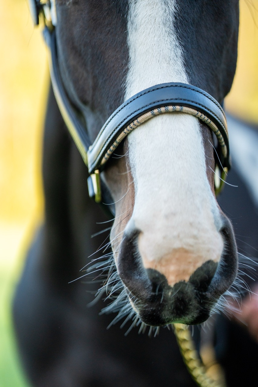 5/A Baker® Dressage Leather Halter