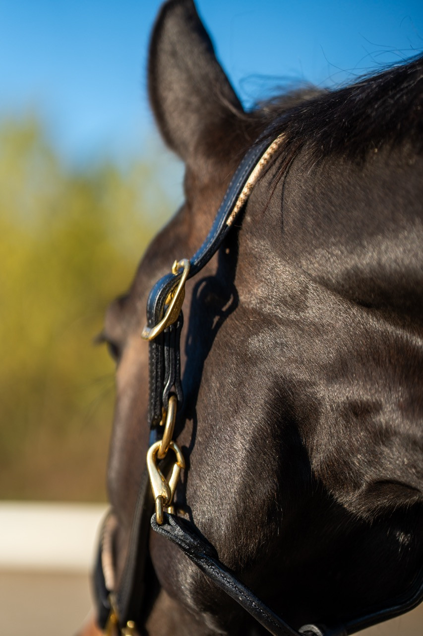 5/A Baker® Dressage Leather Halter