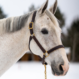 5/A Baker® Lexington Leather Halter