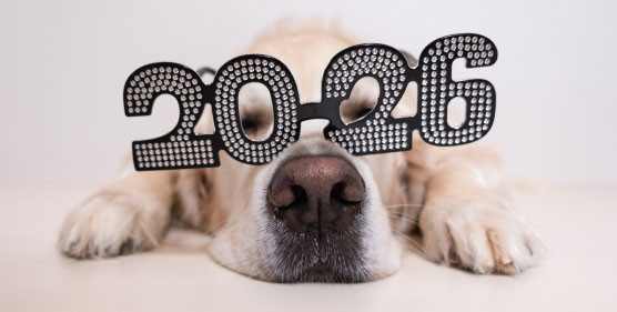 Post-Holiday Pet Reset: Helping Your Dog Get Back on Track