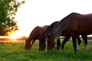 ​Magnesium Deficiency in Horses: 3 Common Challenges