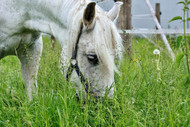 ​Spring Grass and Magnesium Deficiency in Horses