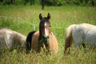 Your Horse’s Pasture and Mineral Imbalances: Part One Your Horse’s Pasture and Mineral Imbalances: Part One