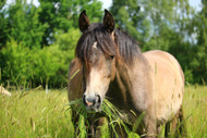​Your Horse’s Pasture and Mineral Imbalances: Part Three