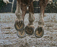 ​Spring Horse Health: Magnesium and Laminitis