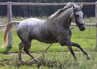 ​Spring Horse Health: Magnesium and Inflammation