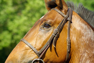 ​Magnesium Loss and the Performance Horse