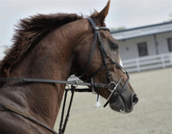 ​Why Should I Choose Placide M for My Horse?