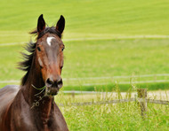 ​Why Should I Choose Placide M & Ca for My Horse?