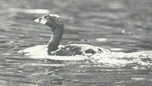 atitlangrebe.jpg