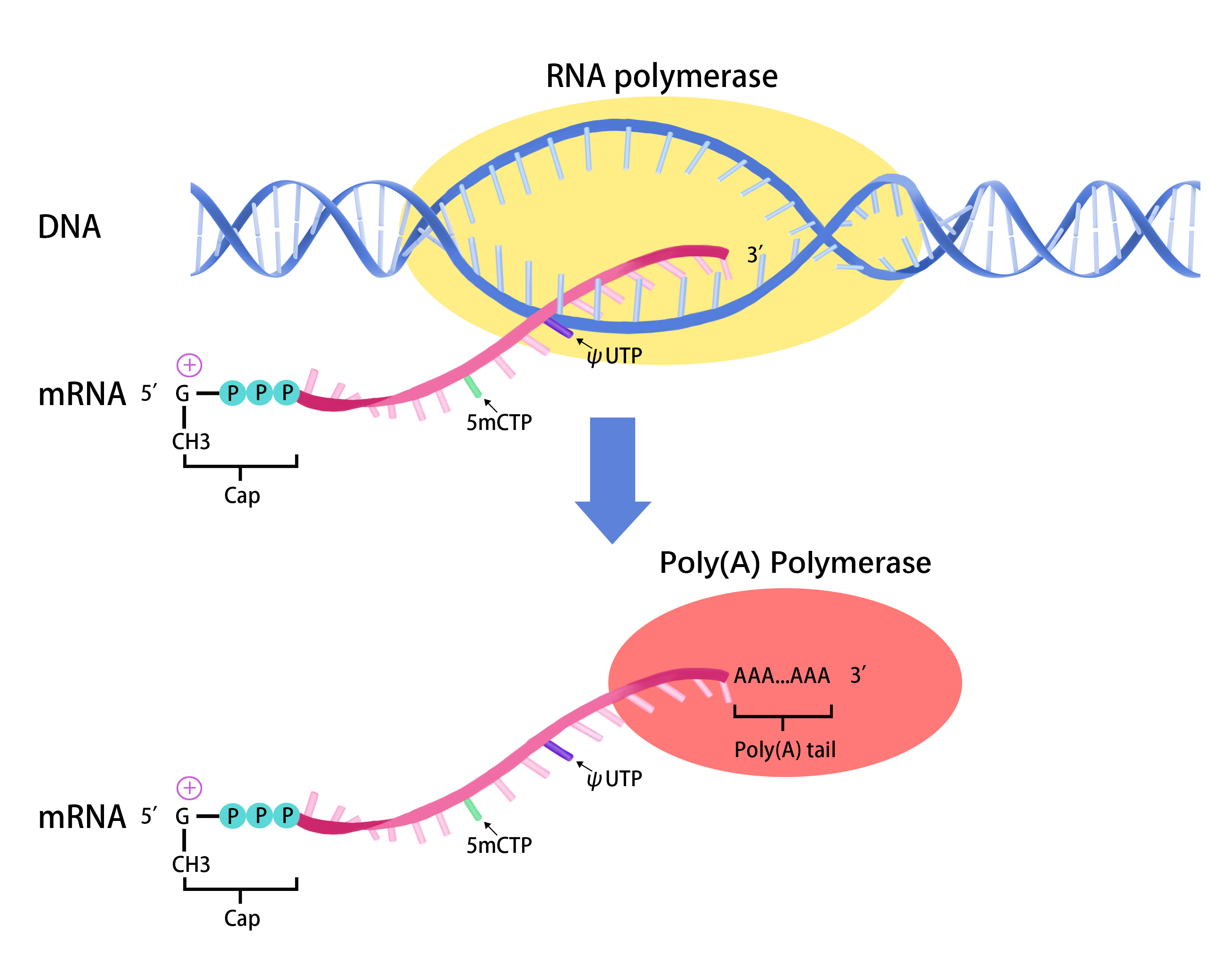 custom-mrna-synthesis582.jpg